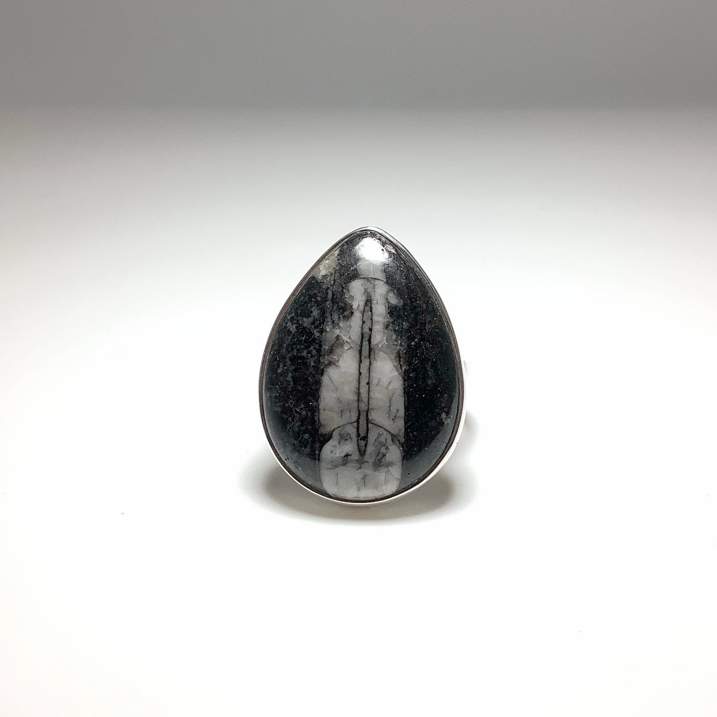 Orthoceras Ring