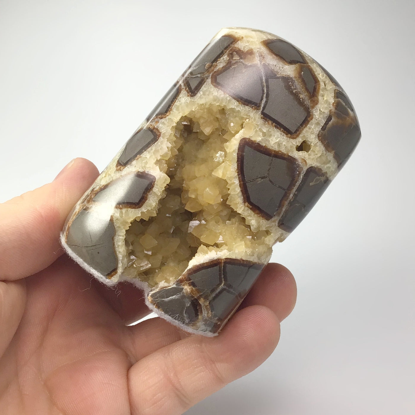 Septarian Stand Up