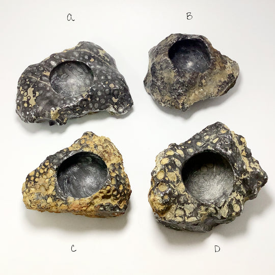 Fossilized Coral Bowl - Rocks and Gems Canada