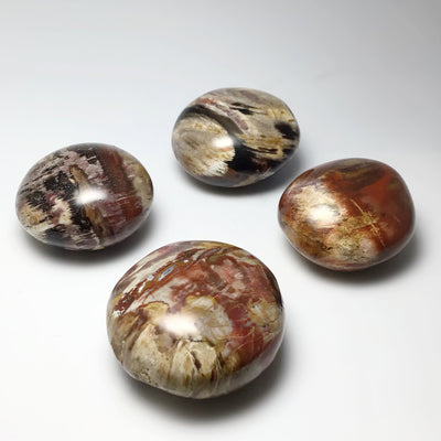 Petrified Wood Tumble at $29 Each