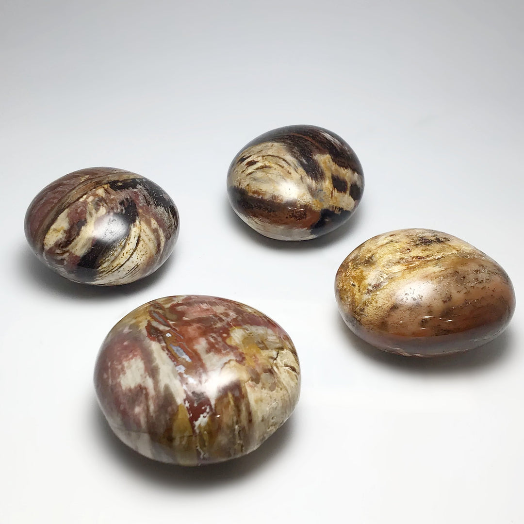 Petrified Wood Tumble - Rocks and Gems Canada