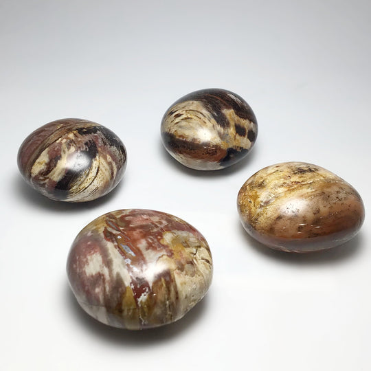 Petrified Wood Tumble - Rocks and Gems Canada