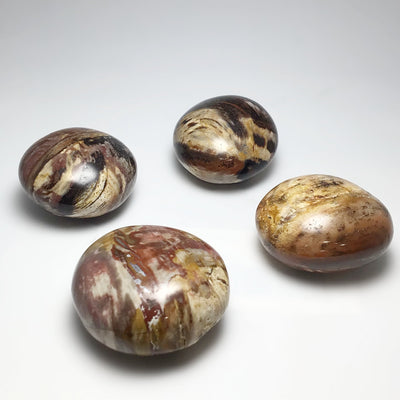Petrified Wood Tumble at $29 Each