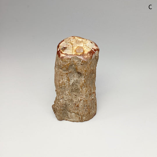 Petrified Wood Branch - Rocks and Gems Canada