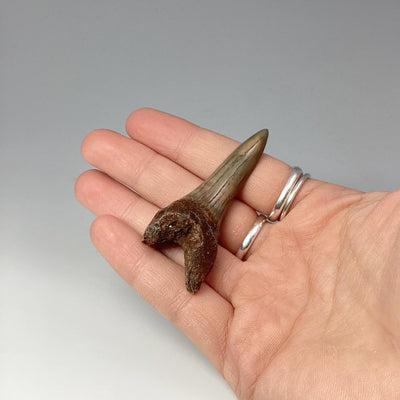 Fossilized Shark Tooth Specimen: Mako