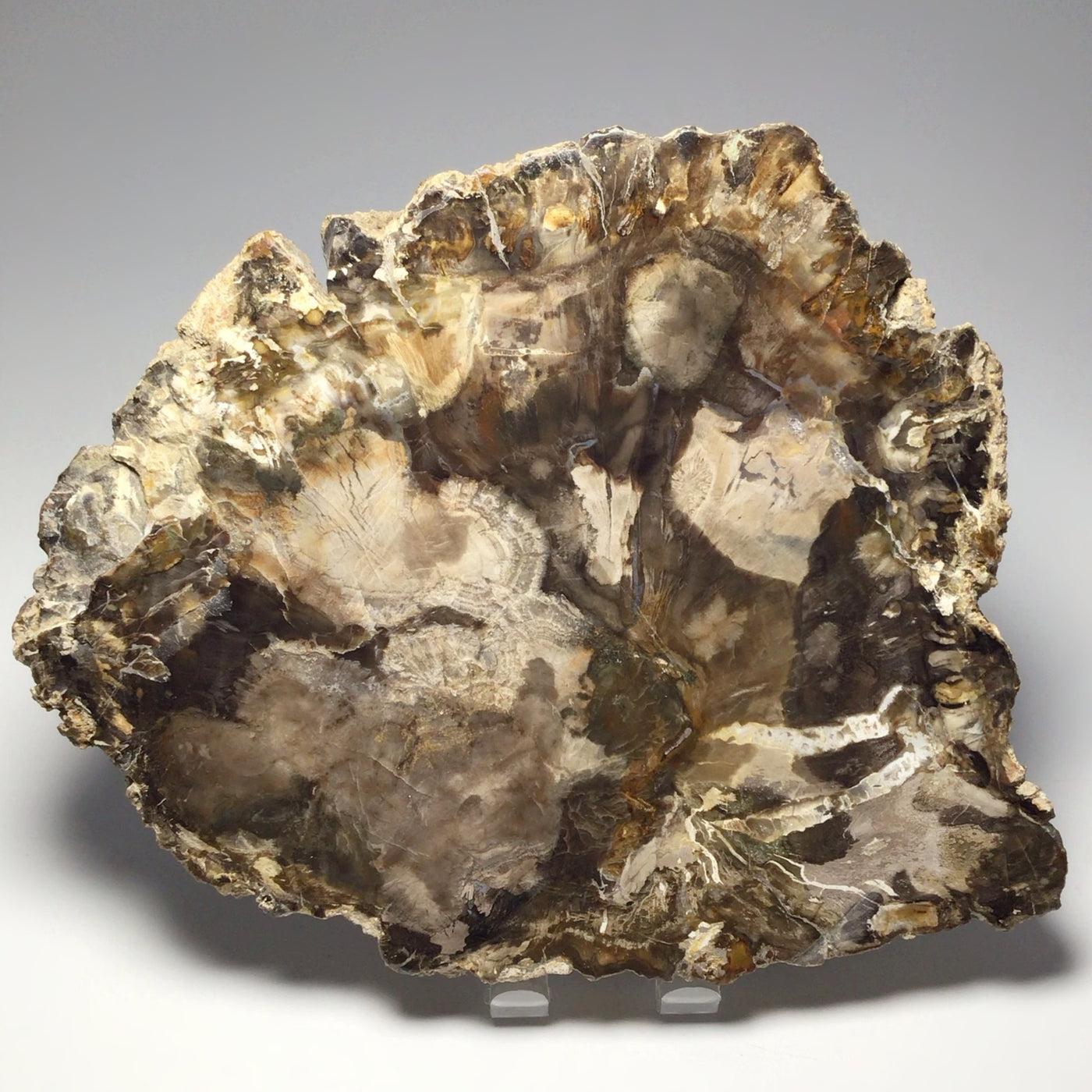 Araucaria Petrified Wood Slice