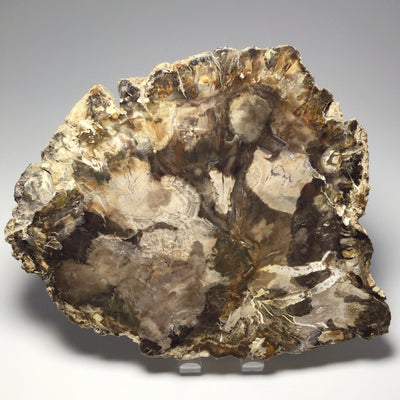 Araucaria Petrified Wood Slice