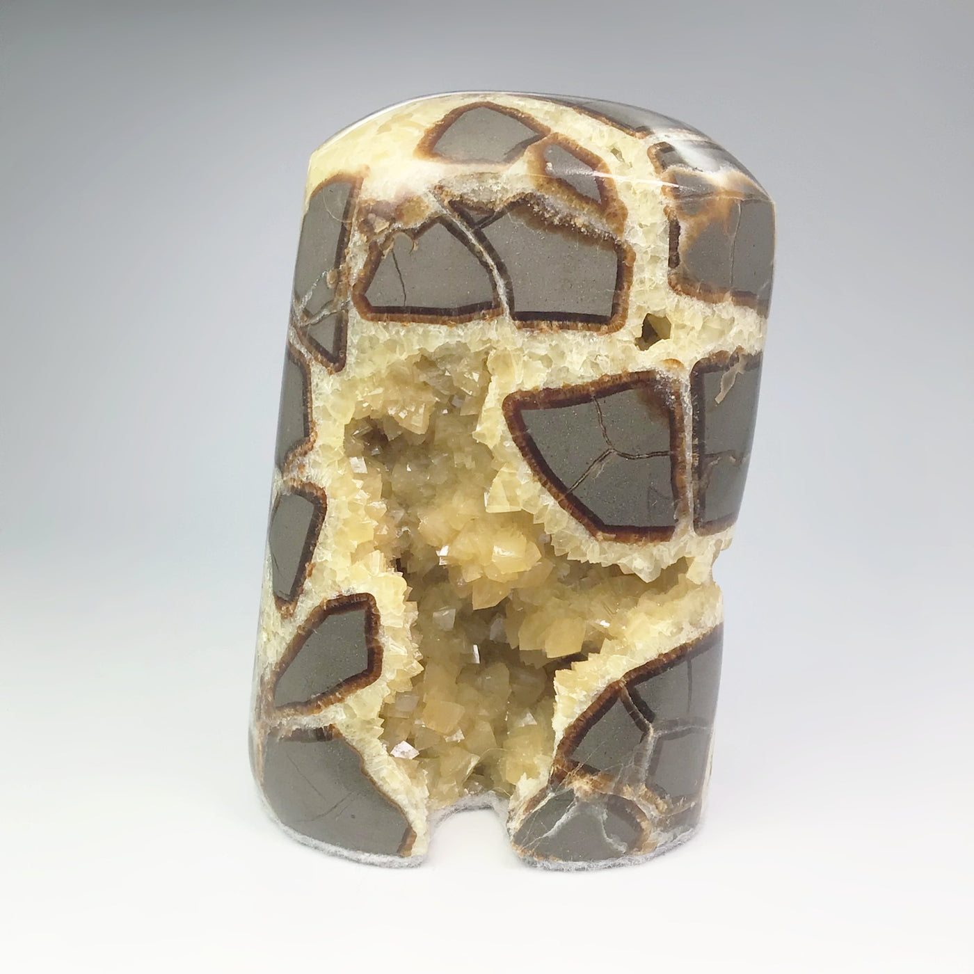 Septarian Stand Up