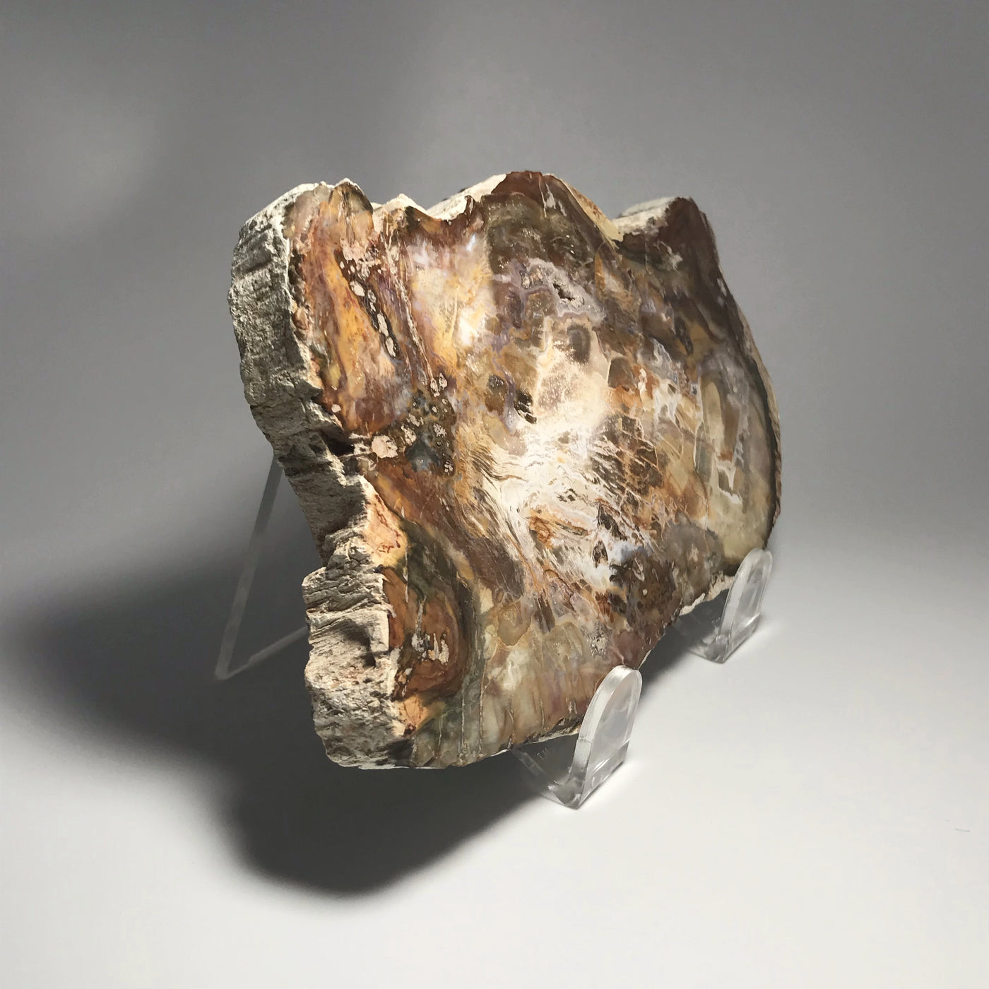 Petrified Wood Slice