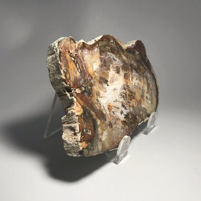 Petrified Wood Slice