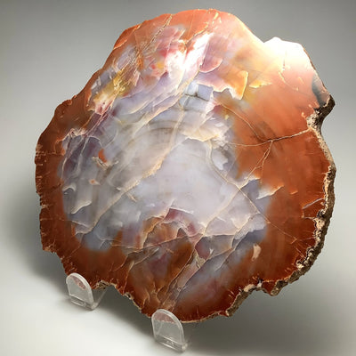 Araucaria Petrified Wood Slice