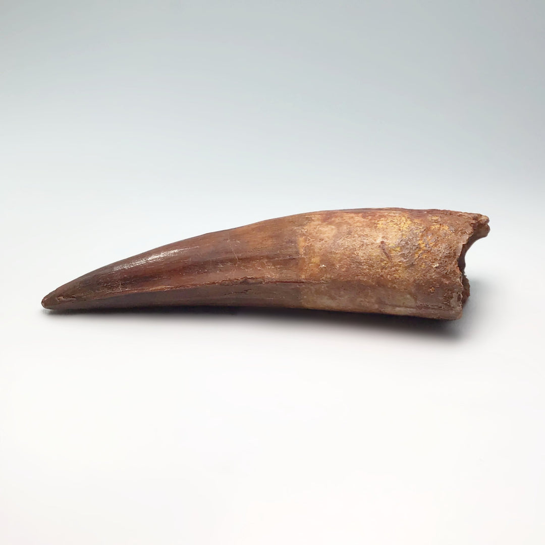 Fossilized Spinosaurus Tooth Specimen - Rocks and Gems Canada
