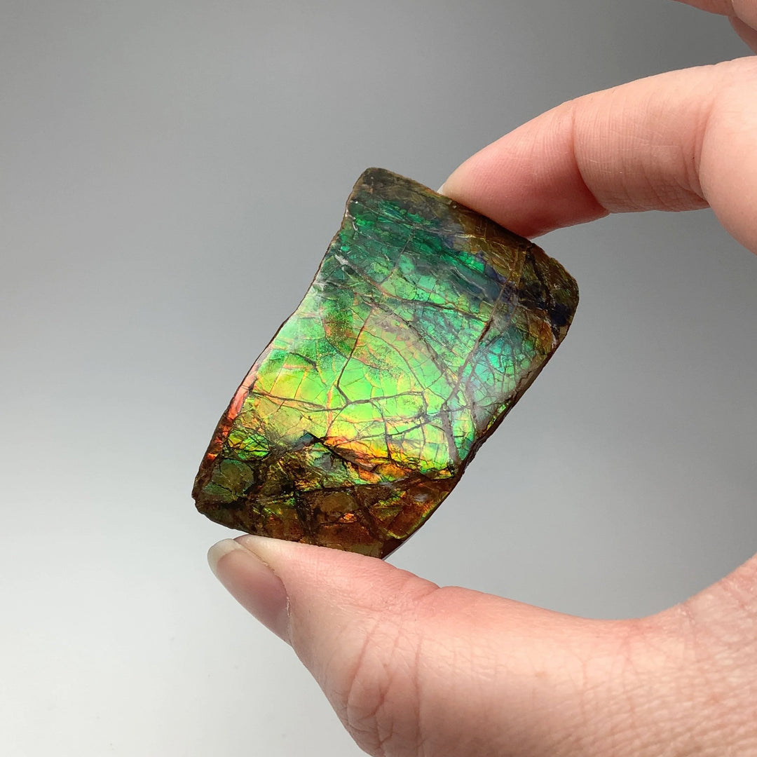 Ammolite Specimen - Rocks and Gems Canada