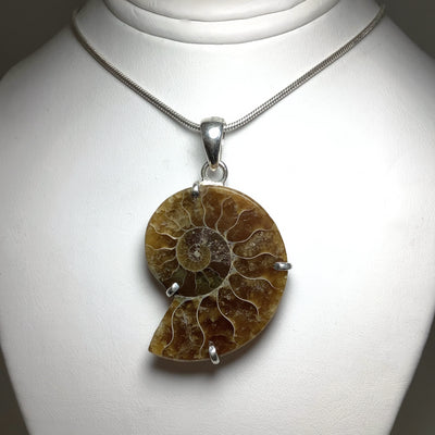 Chambered Ammonite Pendant