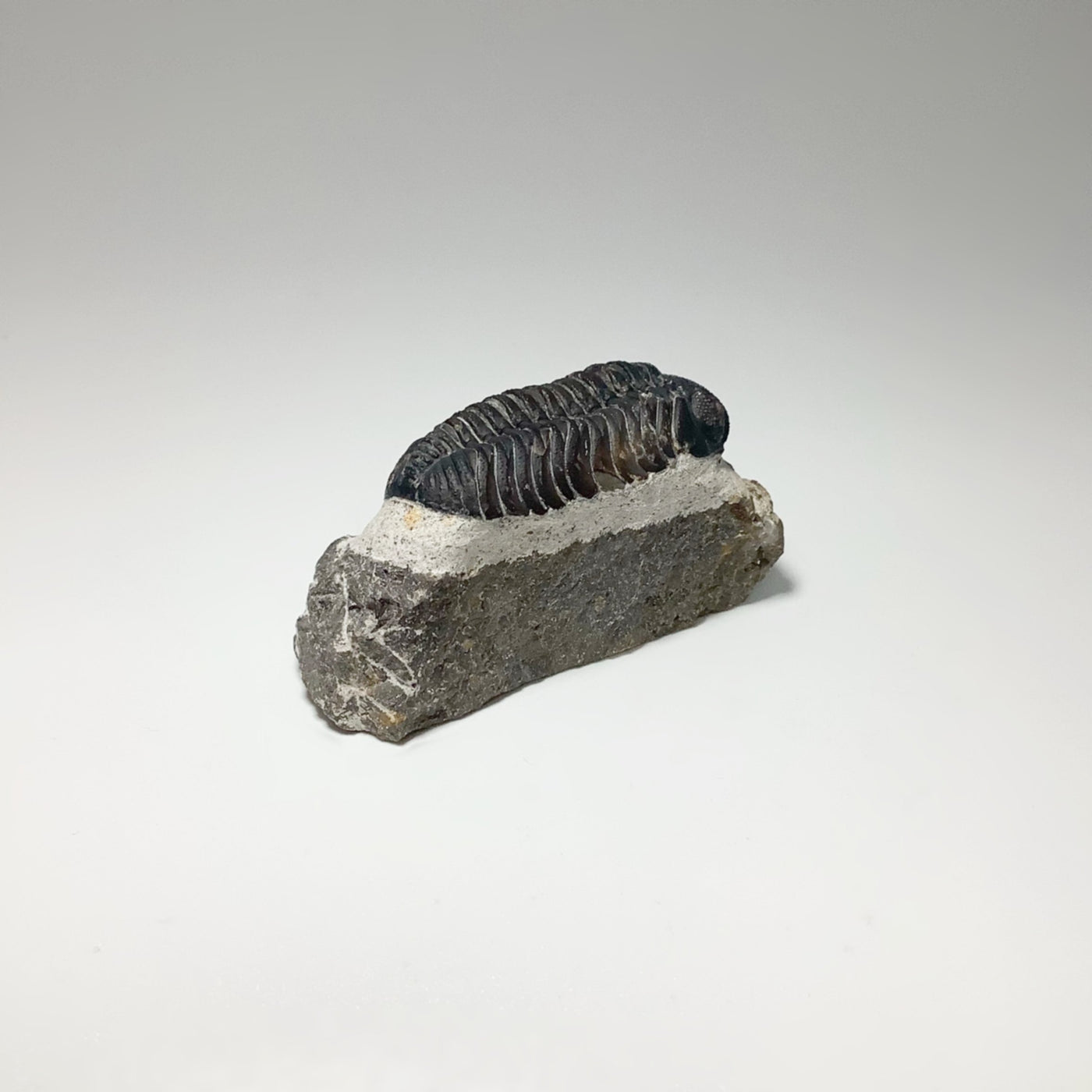 Trilobite Drotops Fossil