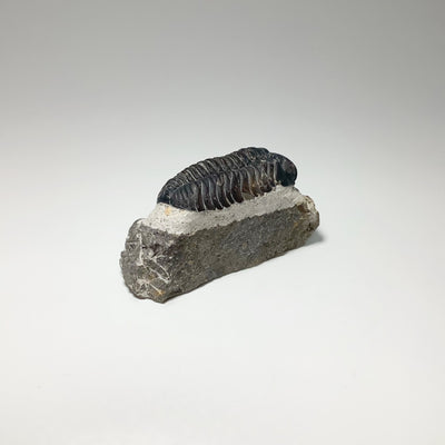 Trilobite Drotops Fossil