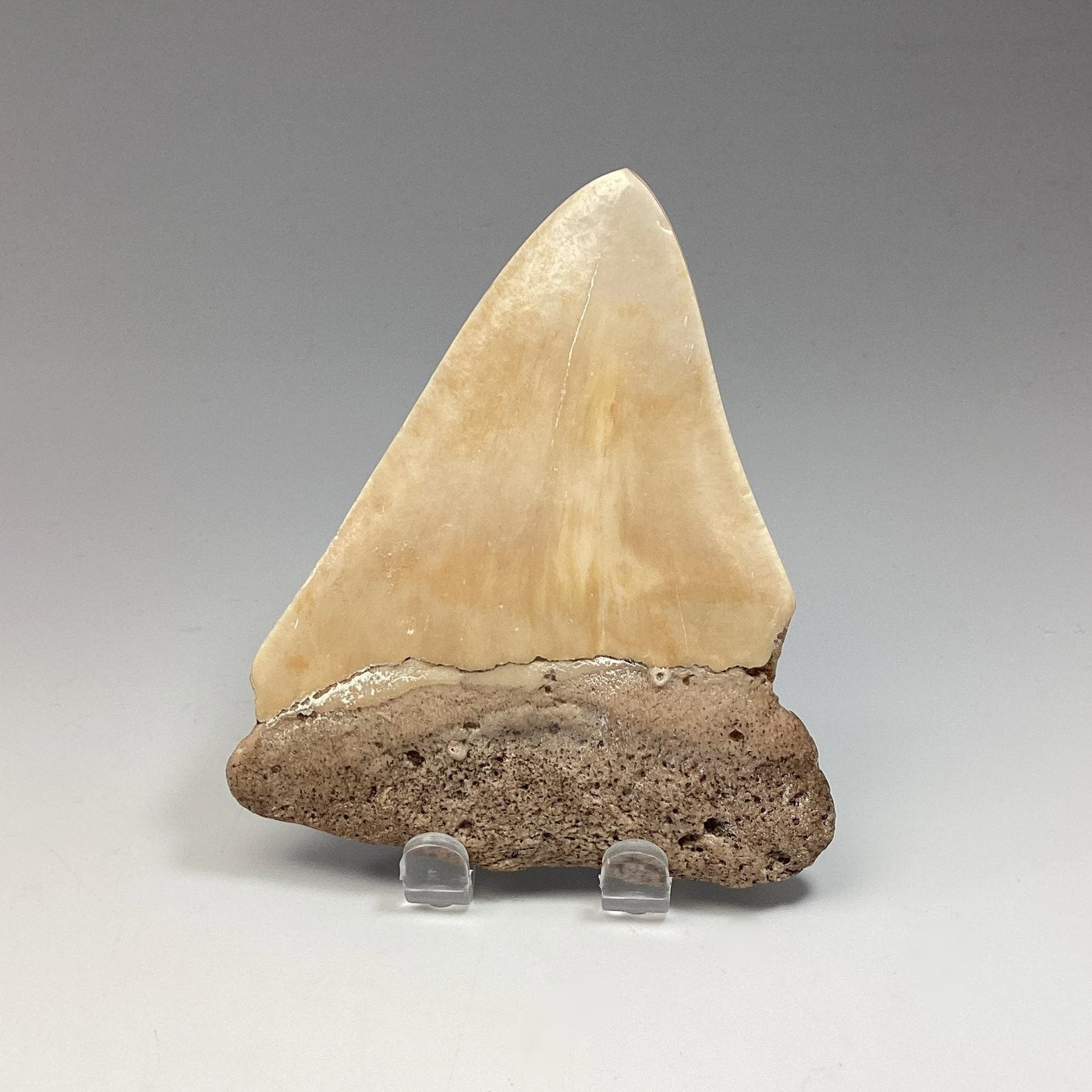 Fossilized Shark Tooth Specimen: White Pacific Megalodon