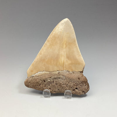 Fossilized Shark Tooth Specimen: White Pacific Megalodon