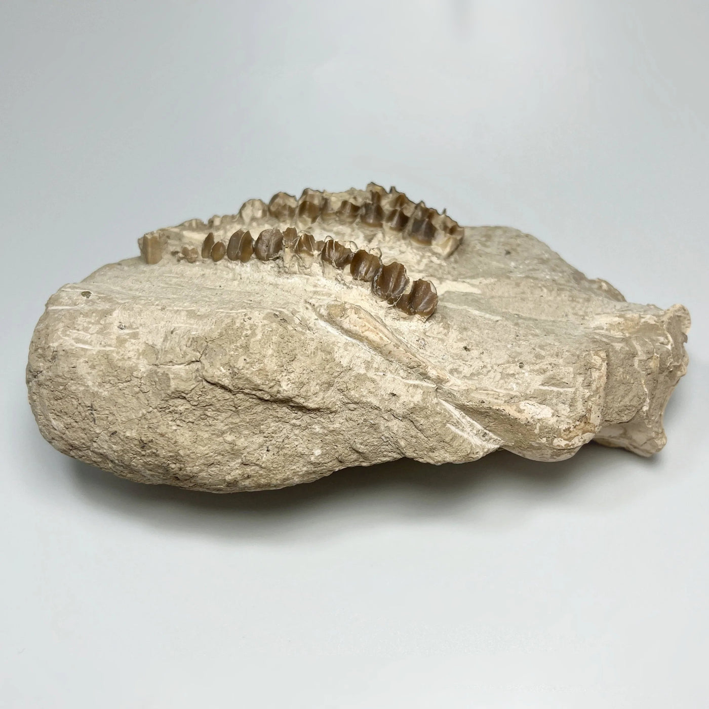 Fossilized Oreodon Upper Jawbone Skull Specimen in Matrix