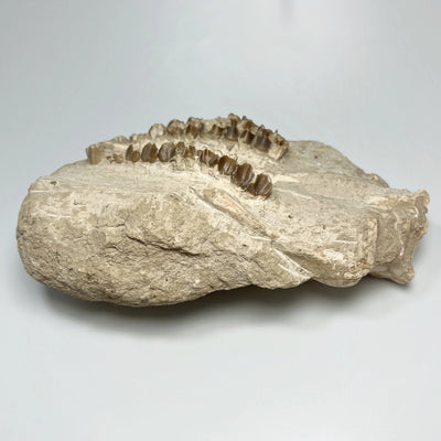 Fossilized Oreodon Upper Jawbone Skull Specimen in Matrix