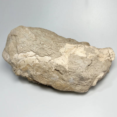 Fossilized Oreodon Upper Jawbone Skull Specimen in Matrix