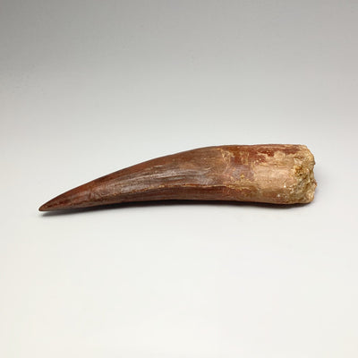 Fossilized Spinosaurus Tooth Specimen