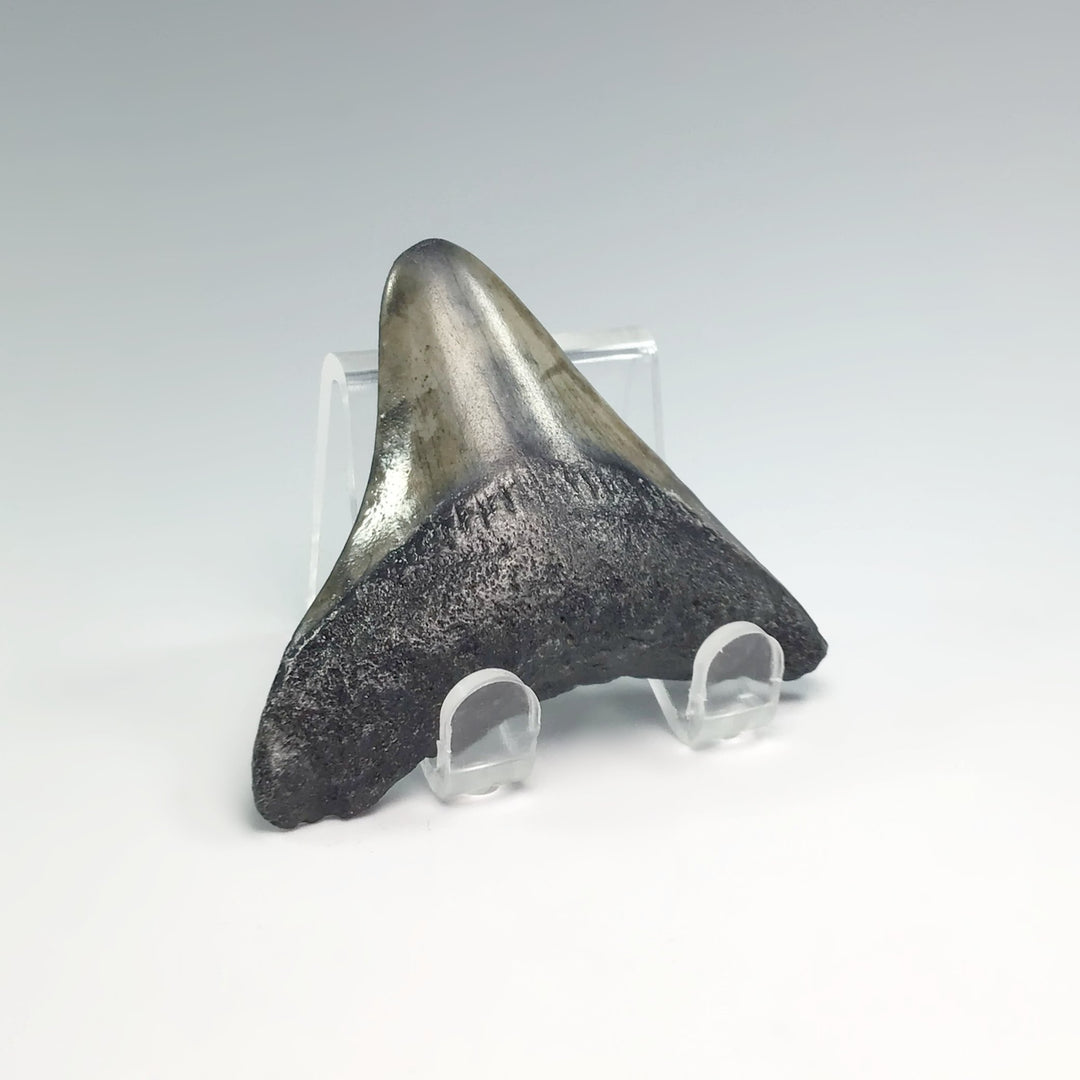Fossilized Shark Tooth Specimen: Extinct Great White Shark - Rocks and Gems Canada