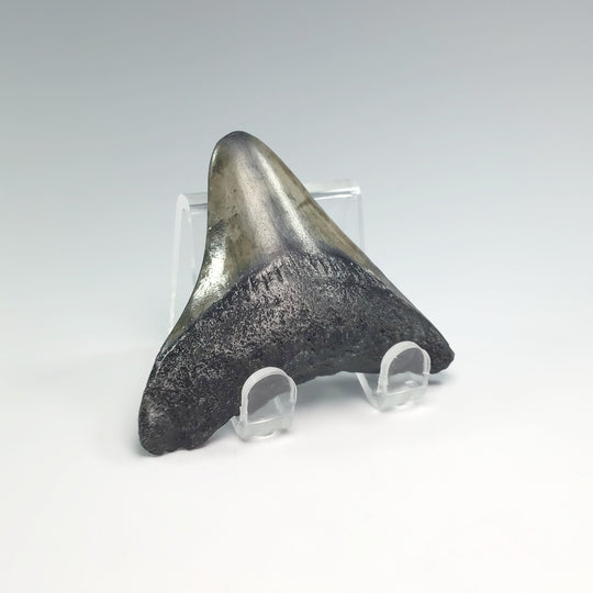 Fossilized Shark Tooth Specimen: Extinct Great White Shark - Rocks and Gems Canada