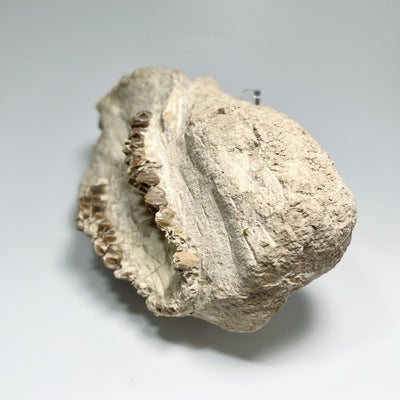 Fossilized Oreodon Upper Jawbone Skull Specimen in Matrix