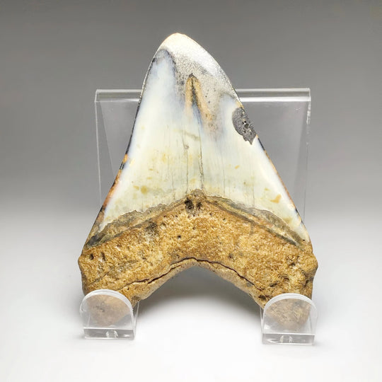 Fossilized Shark Tooth Specimen: Carcharodon Megalodon - Rocks and Gems Canada