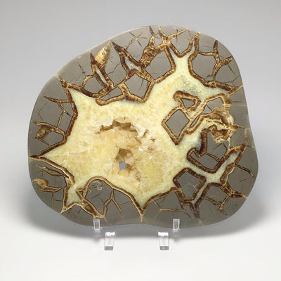 Septarian Slab at $119 each