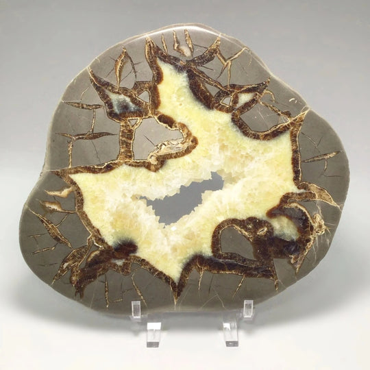 Septarian Slice - Rocks and Gems Canada