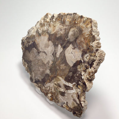 Araucaria Petrified Wood Slice