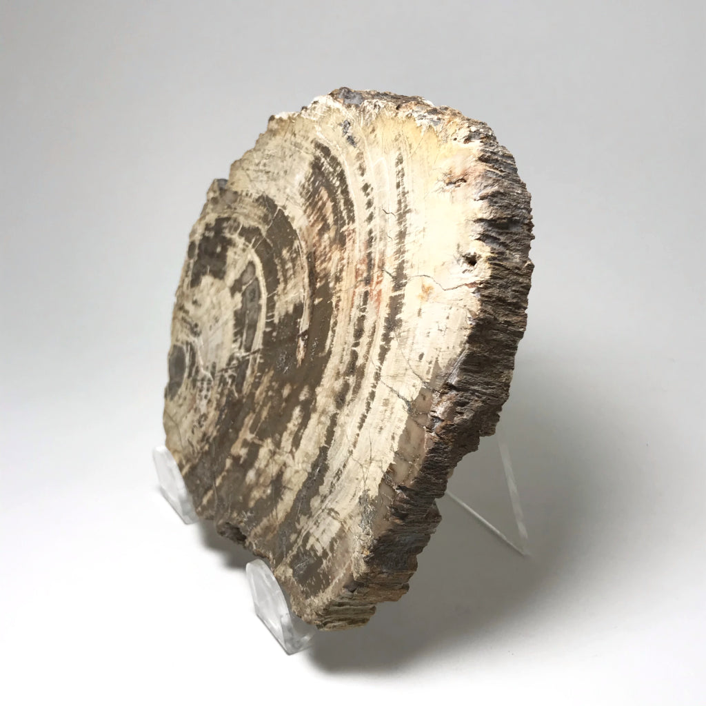 Araucaria Petrified Wood Slice - Rocks and Gems Canada