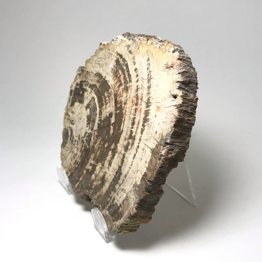 Araucaria Petrified Wood Slice - Rocks and Gems Canada