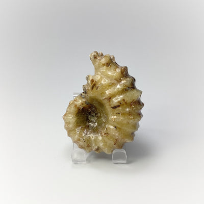 Ammonite Douvilleiceras