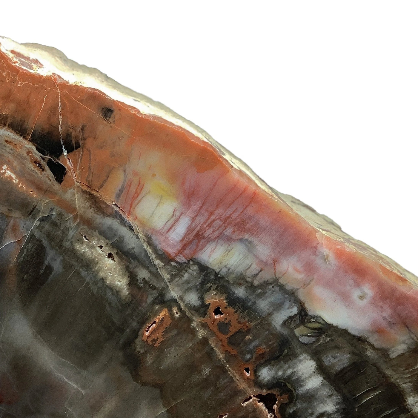 Araucaria Petrified Wood Bookends