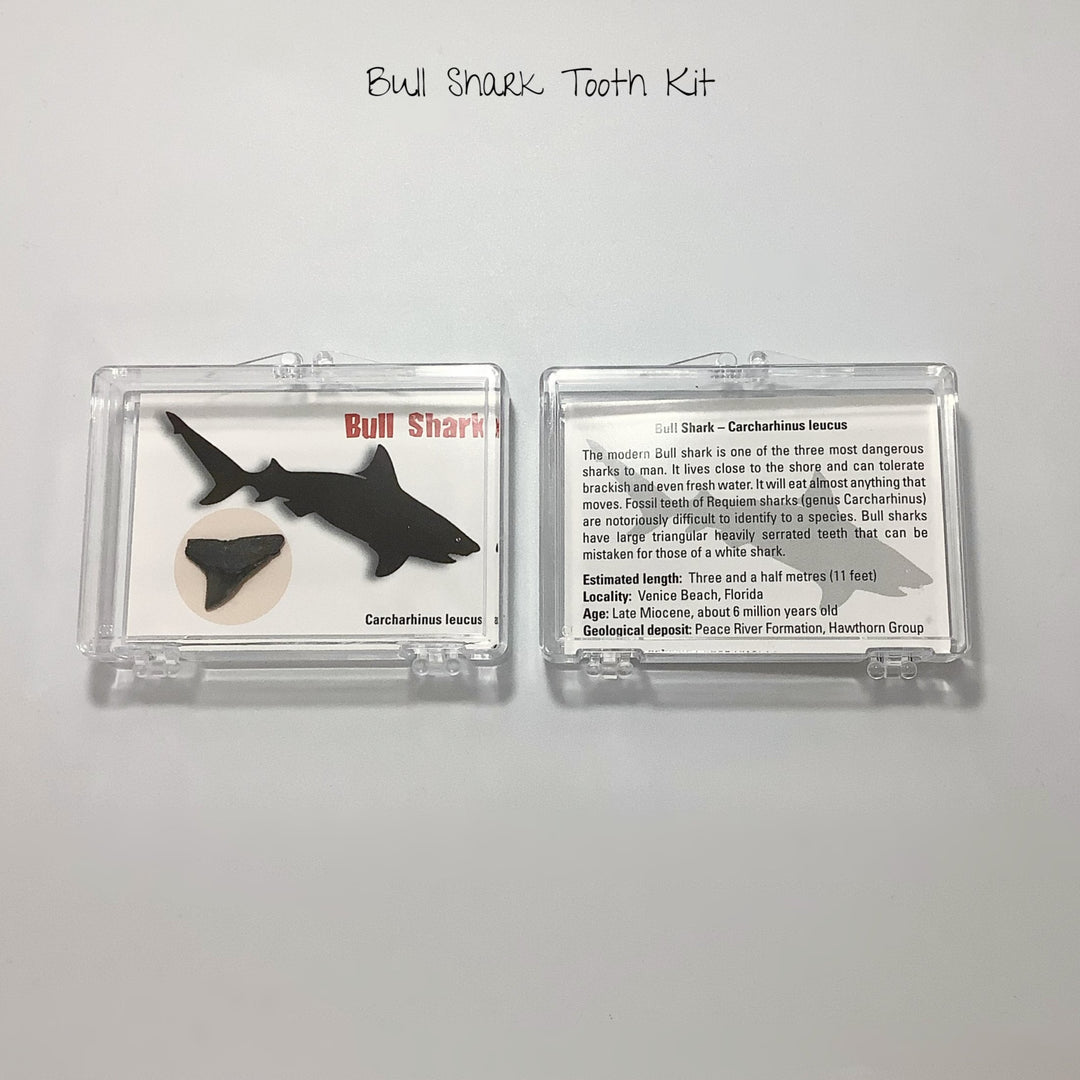 Small Fossilized Shark Tooth Kit - Rocks and Gems Canada