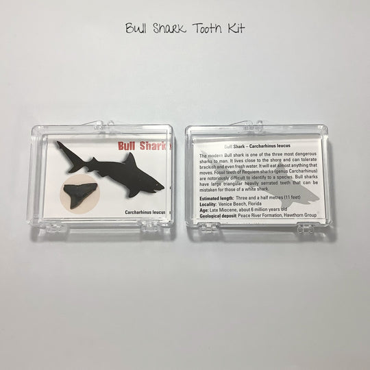 Small Fossilized Shark Tooth Kit - Rocks and Gems Canada
