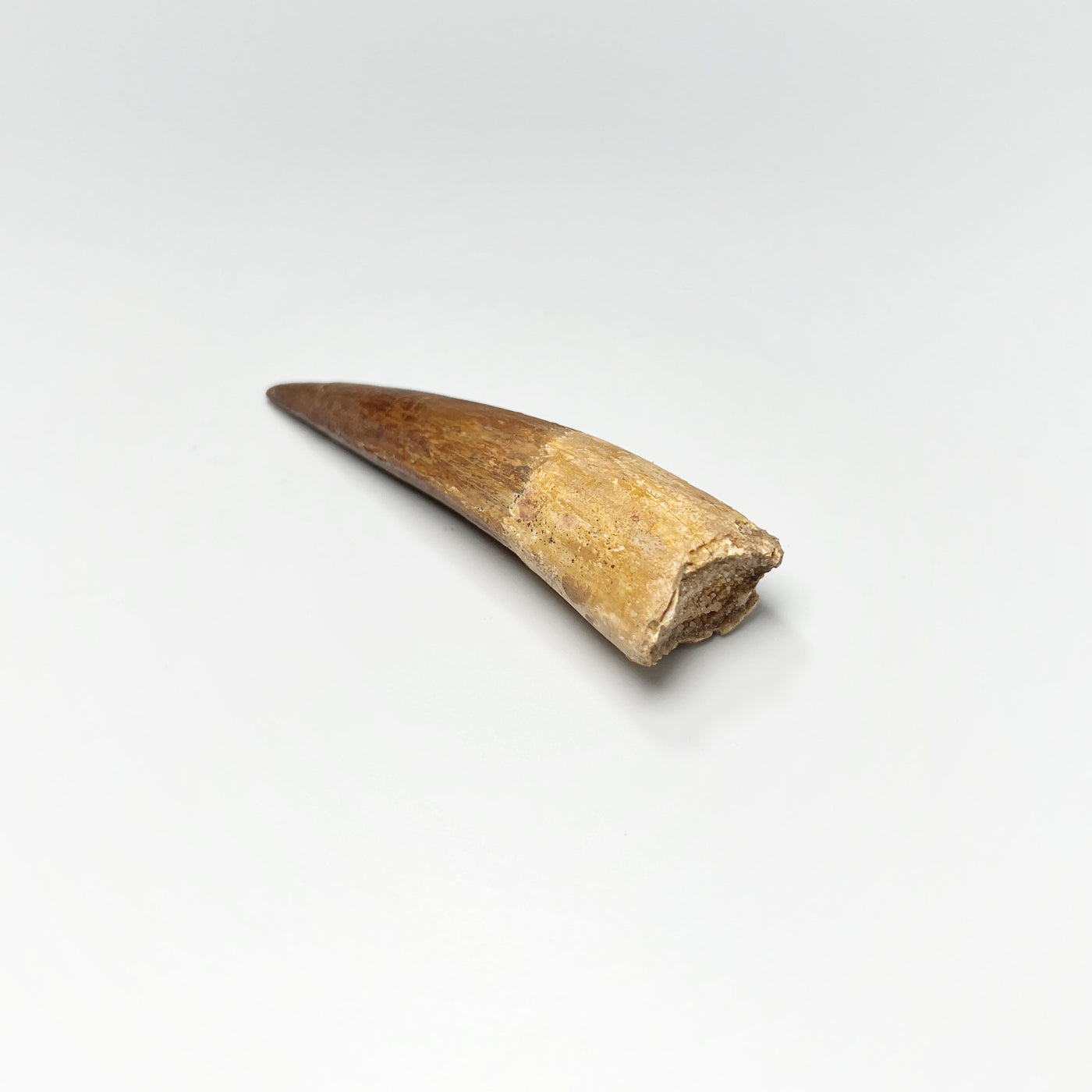 Fossilized Spinosaurus Tooth Specimen