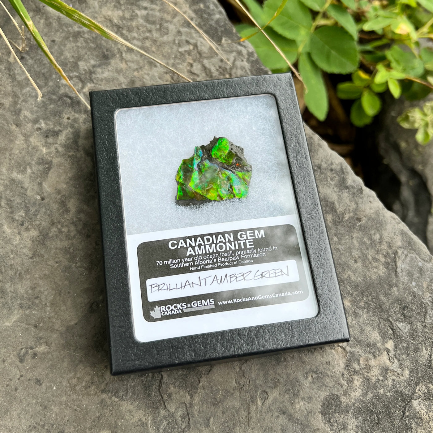 Ammolite Gem Display Box