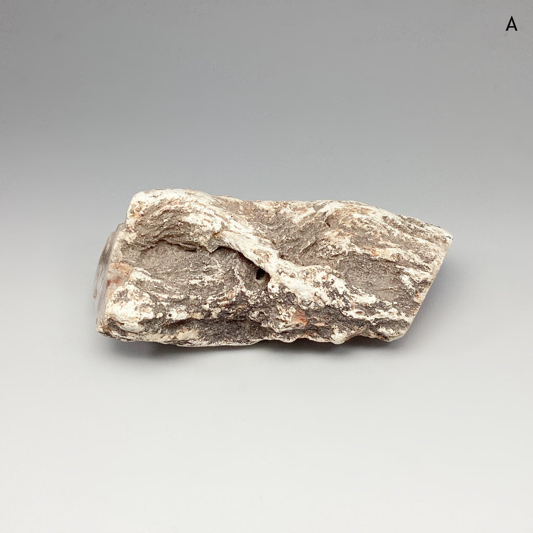 Petrified Wood Branch - Rocks and Gems Canada