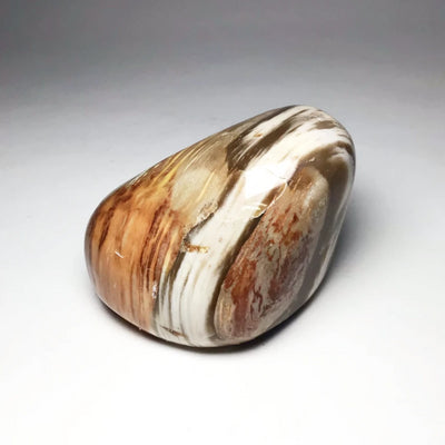 Araucaria Petrified Wood Tumble