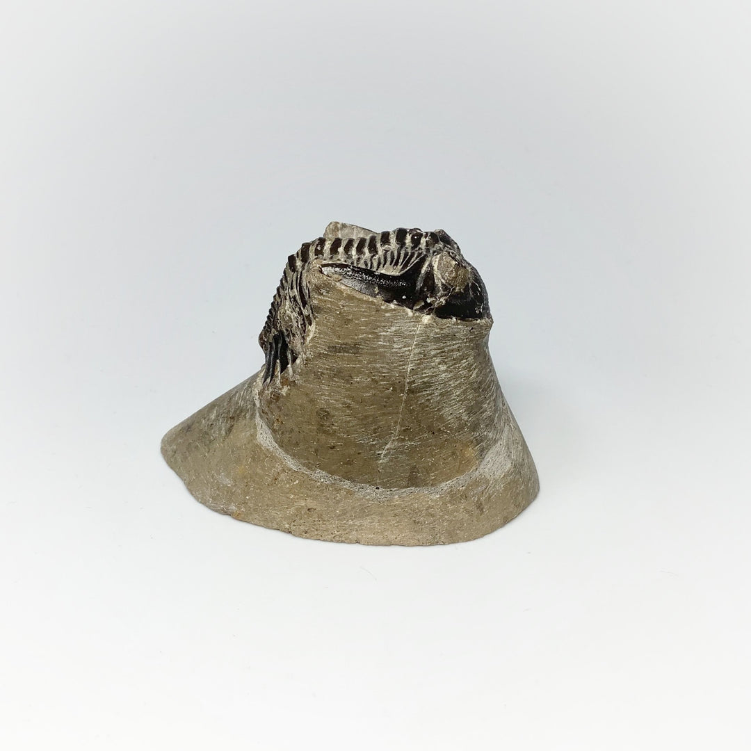 Trilobite Hollardops Fossil