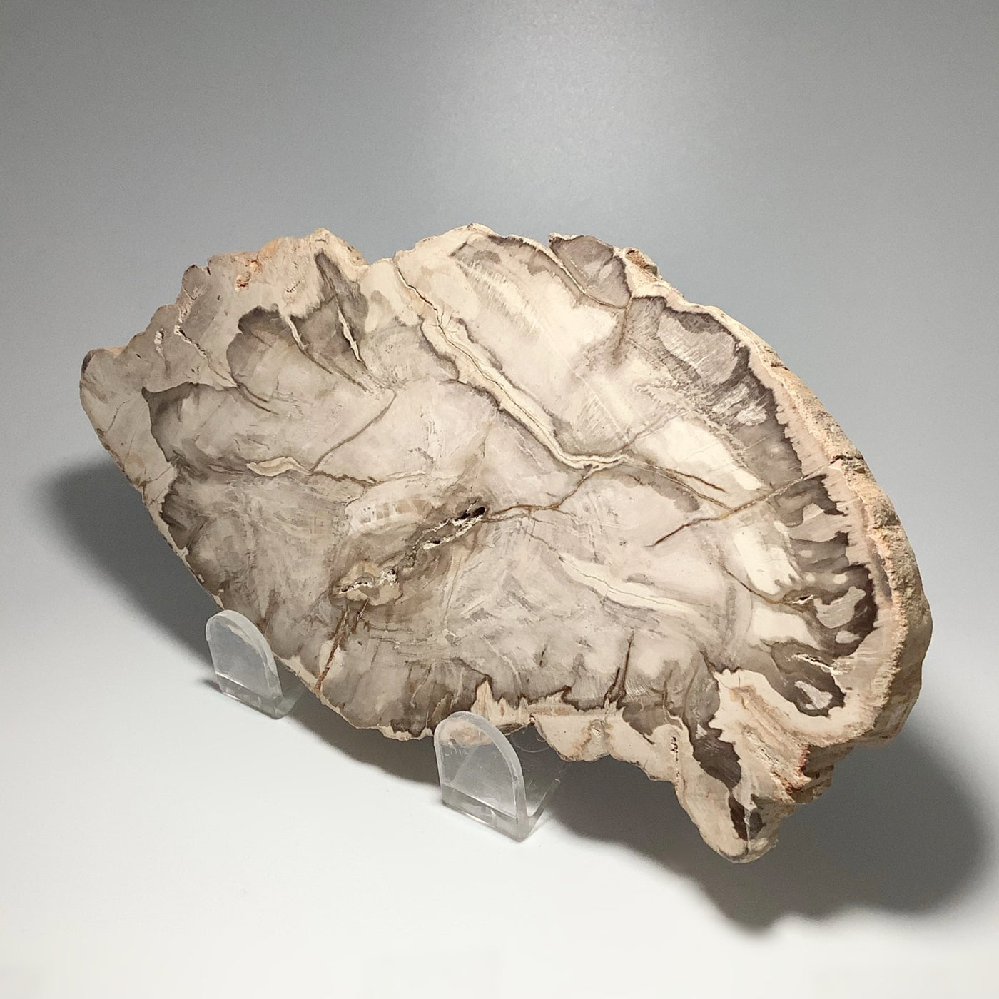 Araucaria Petrified Wood Slice