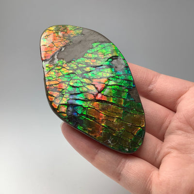 Ammolite Specimen