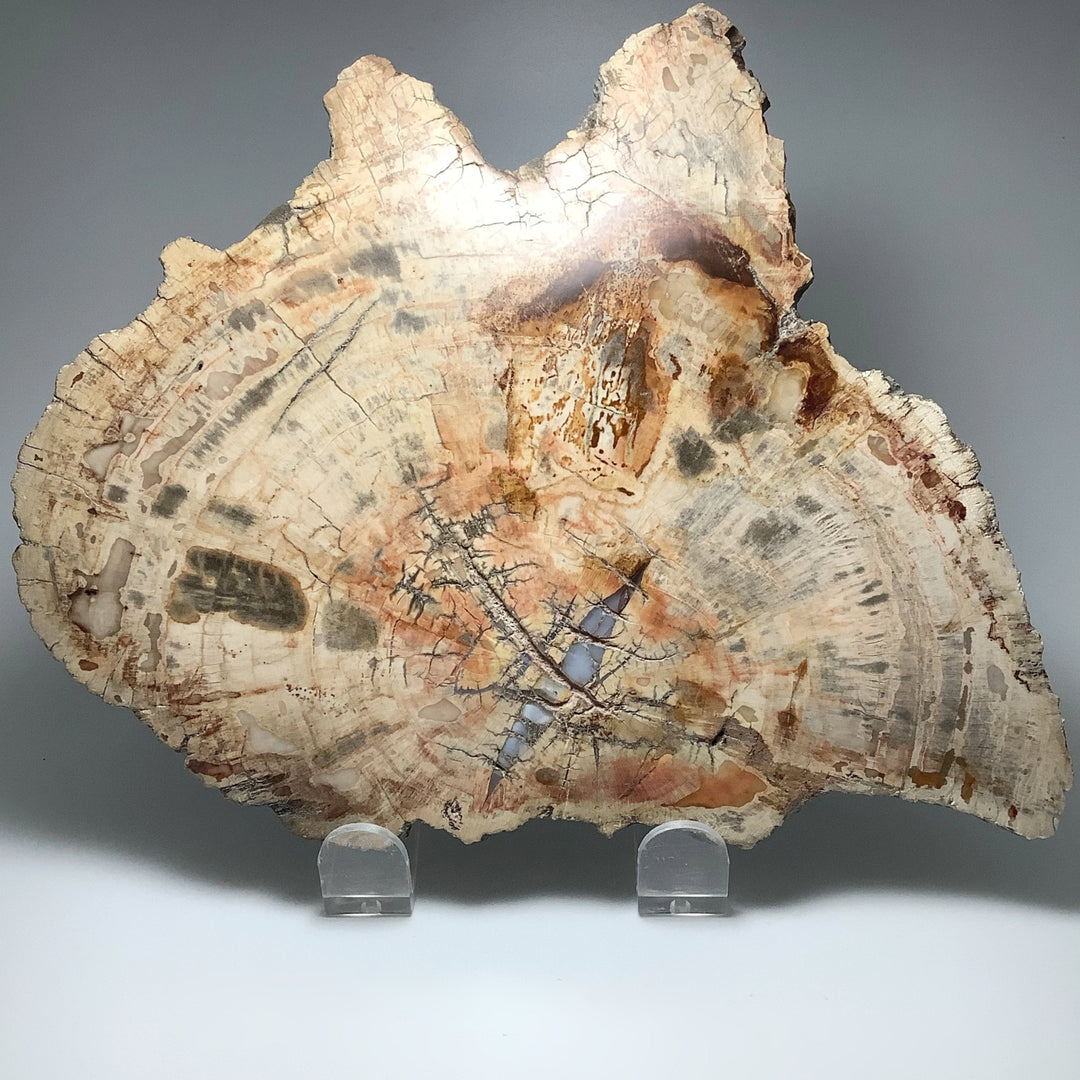 Araucaria Petrified Wood Slice - Rocks and Gems Canada