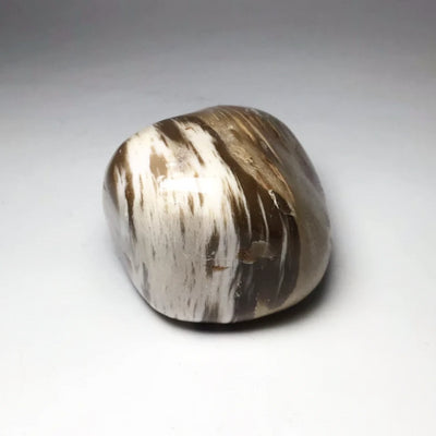 Araucaria Petrified Wood Tumble