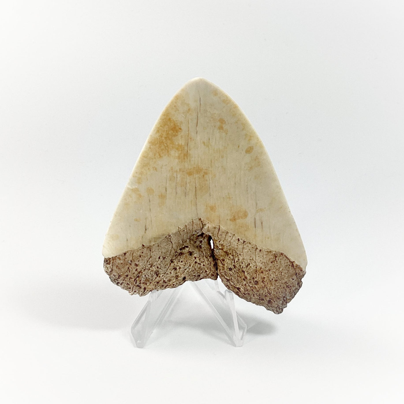 Fossilized Shark Tooth Specimen: White Pacific Megalodon