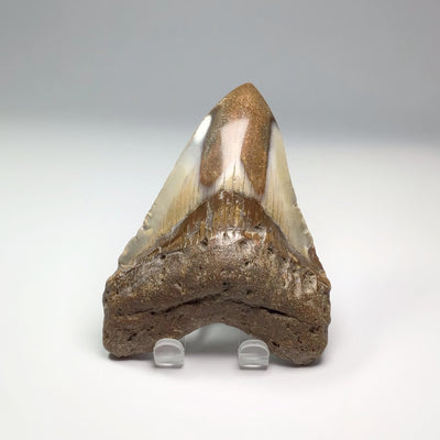 Fossilized Shark Tooth Specimen: Carcharodon Megalodon